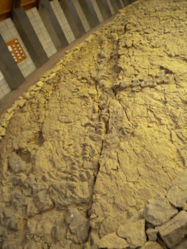 Nevada Archaeological Association 2010 Berlin Ichthyosaur1039